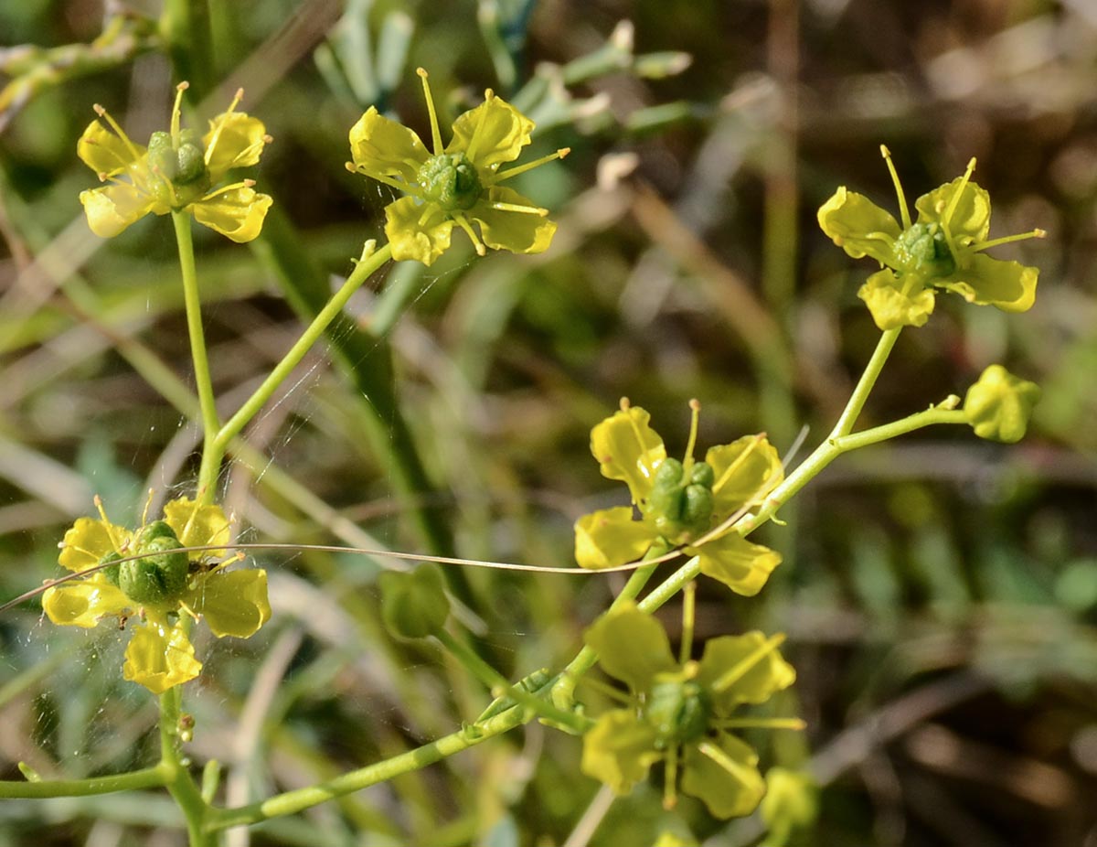 Blüten
